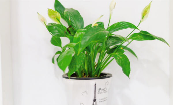 办公室绿植有哪些