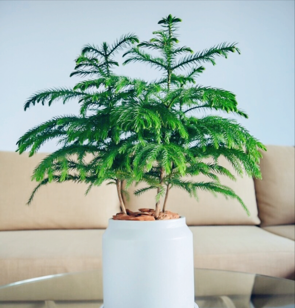 办公室绿植有哪些