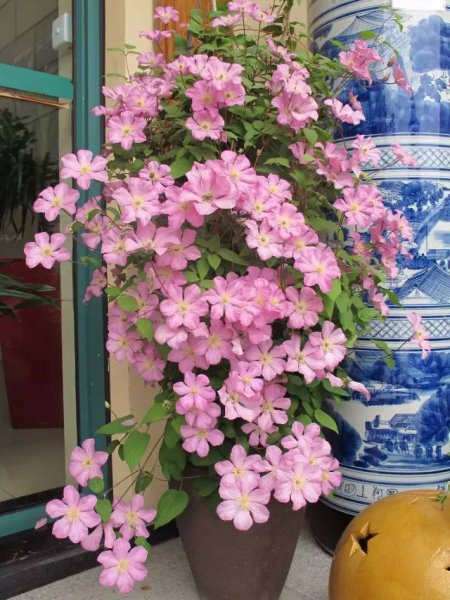 哪款铁线莲好养