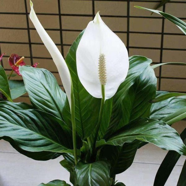 一帆风顺的花怎么养