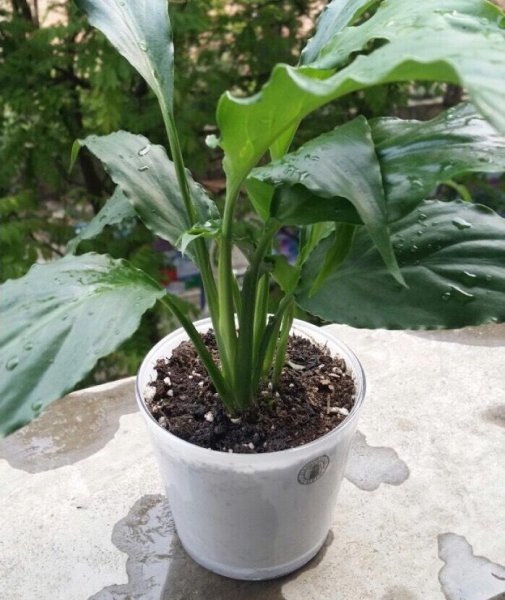 一帆风顺的花怎么养