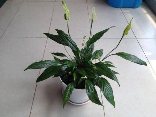 一帆风顺的花怎么养