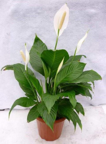 一帆风顺的花怎么养