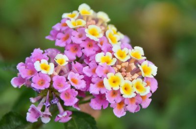 哪些植物适合养在室内养 室内好养的植物排名
