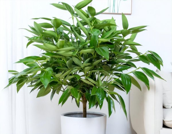 哪些植物适合养在室内养