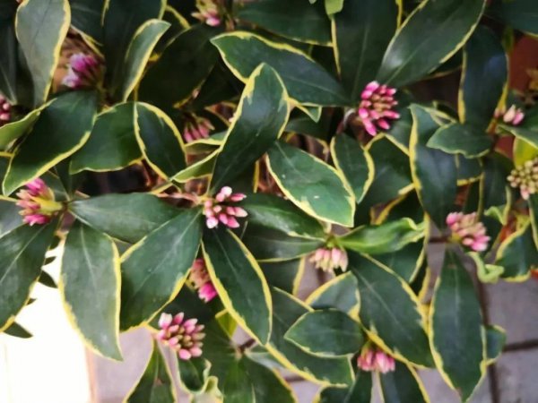 哪些植物适合养在室内养