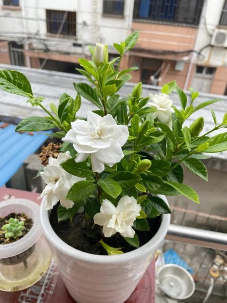 哪些植物适合养在室内养