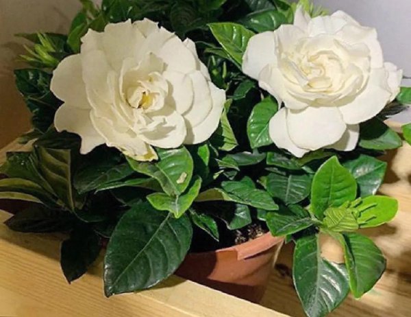 哪些植物适合养在室内养