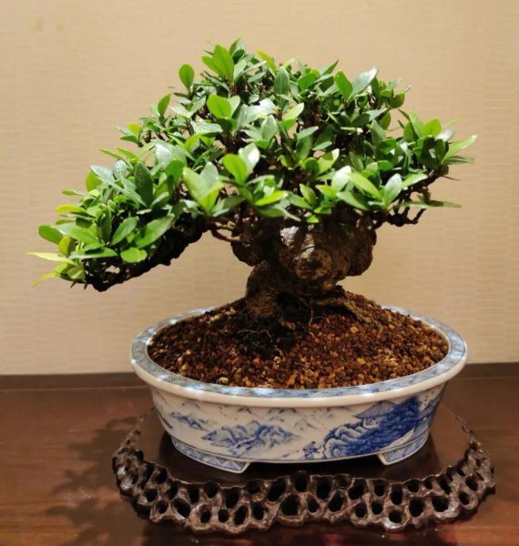 哪些植物适合养在室内养