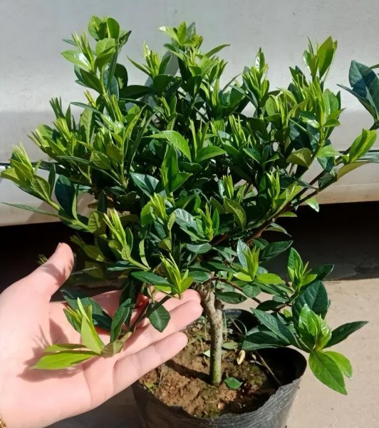 哪些植物适合养在室内养
