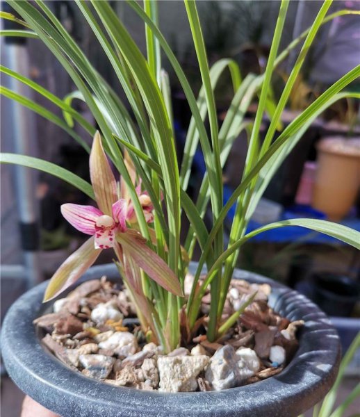 哪些植物适合养在室内养