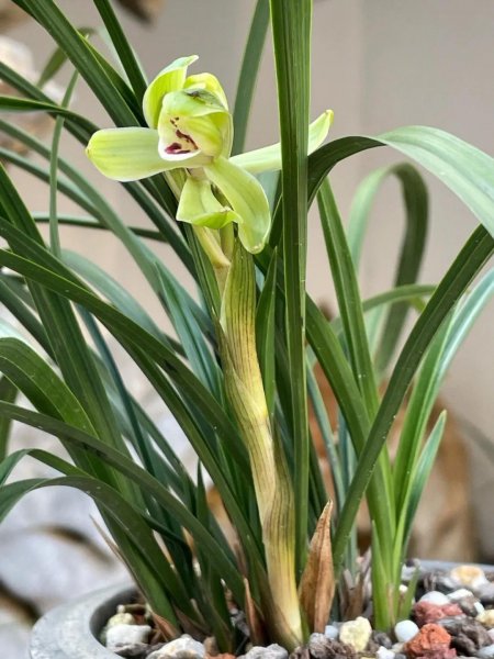哪些植物适合养在室内养