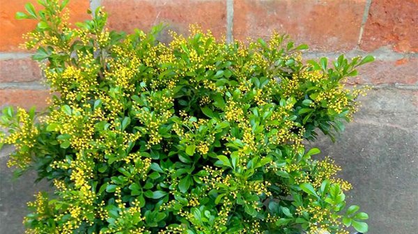 哪些植物适合养在室内养