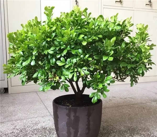 哪些植物适合养在室内养