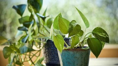 办公室放什么绿植比较好 适合办公室养的花推荐