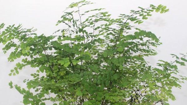 办公室放什么绿植比较好