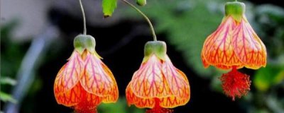 灯笼花好养吗 盆栽灯笼花的养殖方法