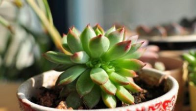 多肉植物怎么养 教你养多肉的方法和技巧