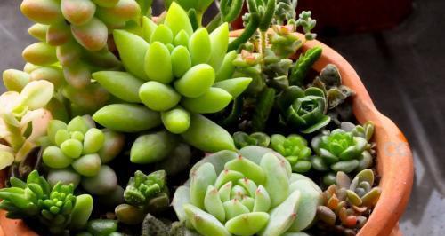 多肉植物怎么养