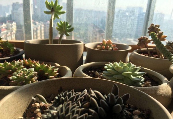 多肉植物怎么养