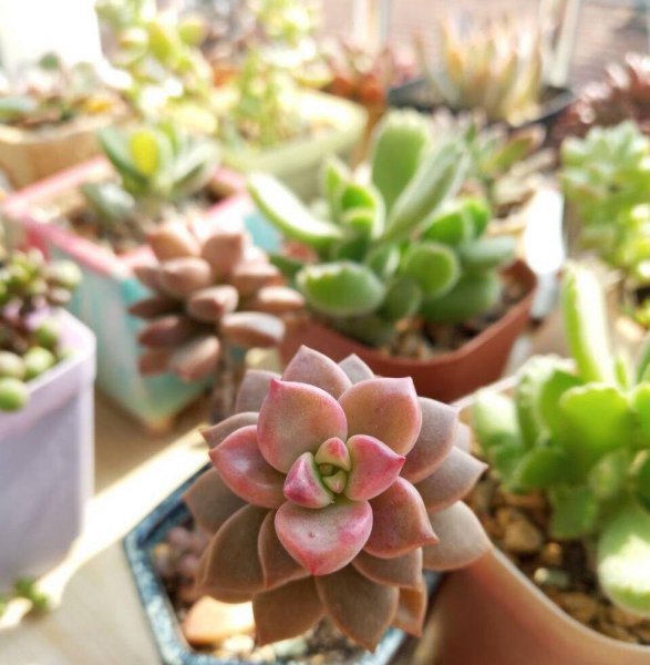 多肉植物怎么养