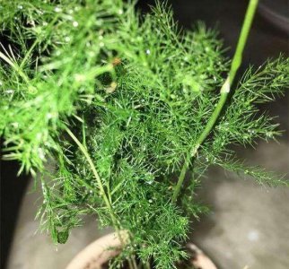 文竹怎么养才能抽新芽 盆栽文竹养殖注意事项