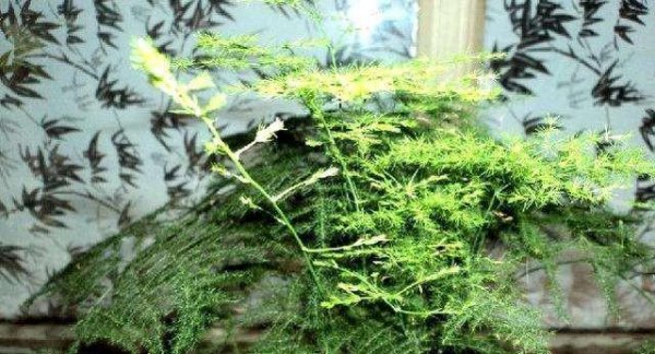 文竹怎么养才能抽新芽