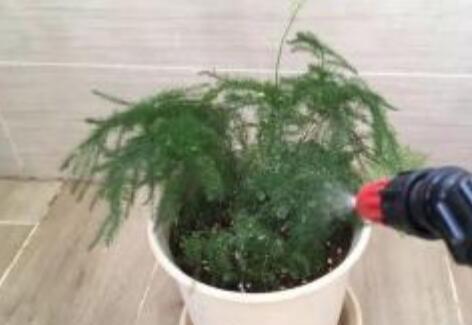 文竹怎么养才能抽新芽