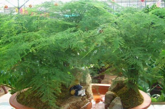 文竹怎么养才能抽新芽