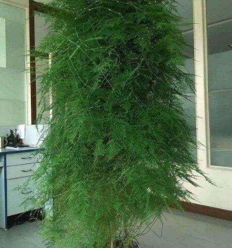 文竹怎么养才能抽新芽