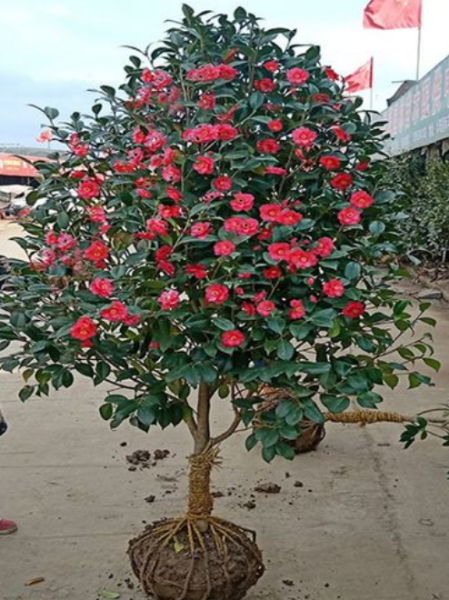 常绿乔木植物有哪些