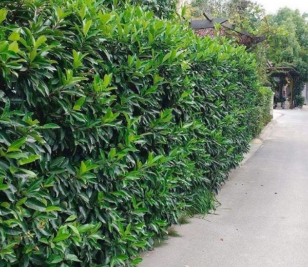 常绿乔木植物有哪些