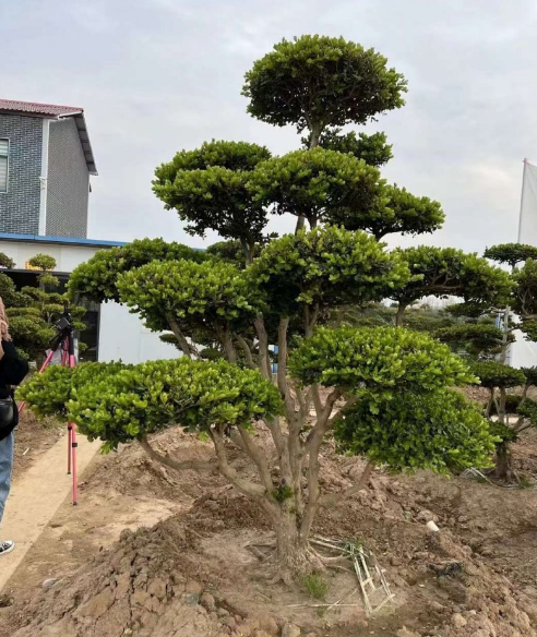 常绿乔木植物有哪些