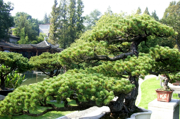 常绿乔木植物有哪些