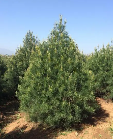常绿乔木植物有哪些