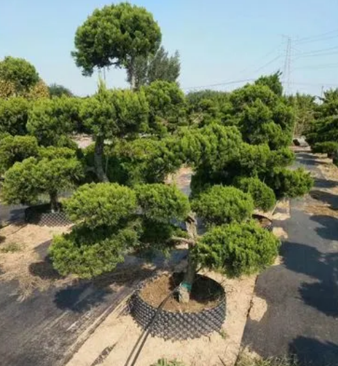 常绿乔木植物有哪些