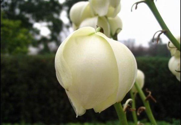 凤尾花怎么养