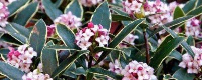 瑞香花怎么养殖 盆栽瑞香的养殖方法和注意事项