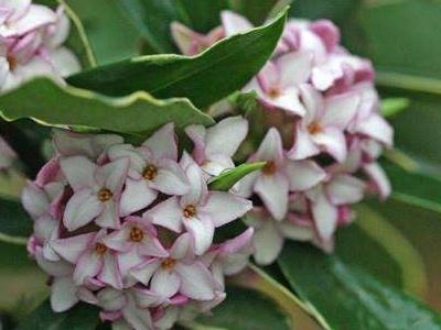 瑞香花怎么养殖