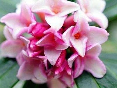 瑞香花怎么养殖