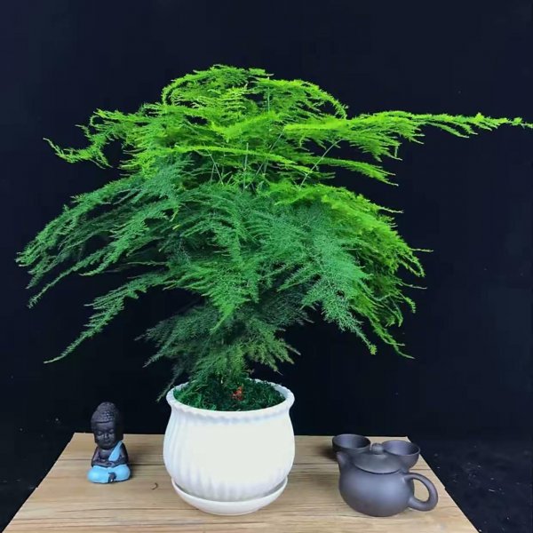 文竹怎么养护