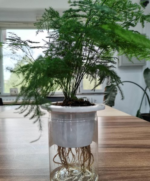 文竹怎么养护