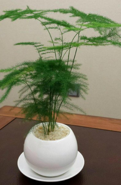 文竹怎么养护