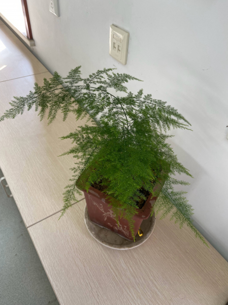 文竹怎么养护