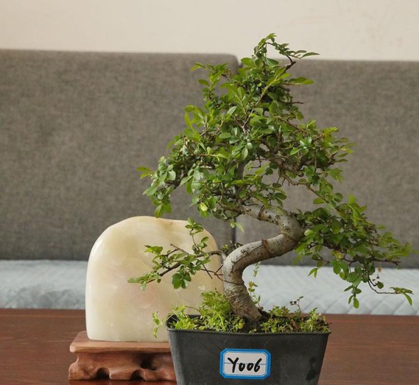 榆树盆景好养吗