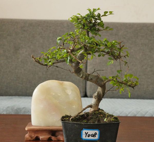 榆树盆景好养吗