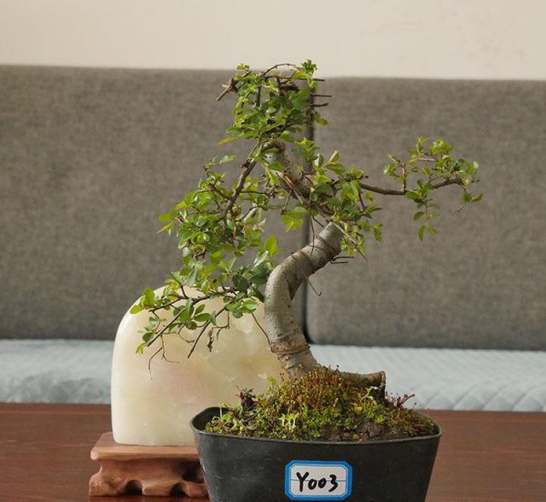 榆树盆景好养吗
