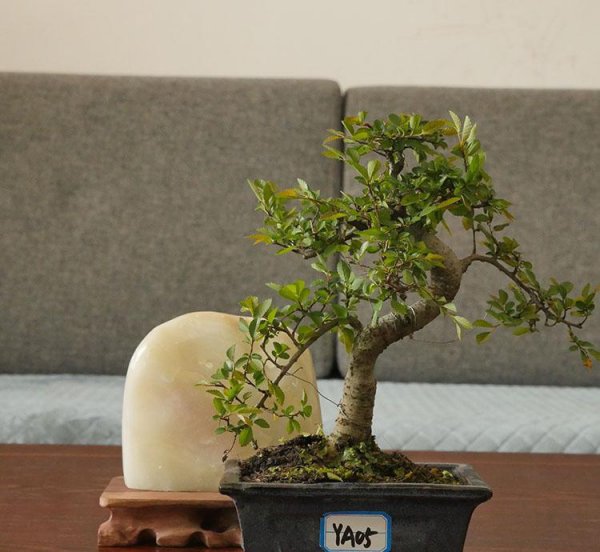 榆树盆景好养吗