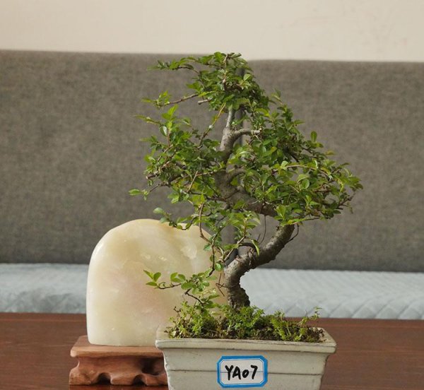 榆树盆景好养吗