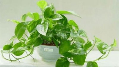 如何养好绿萝 绿萝盆栽养护知识